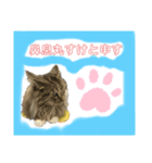可愛い桐すけ（個別スタンプ：1）