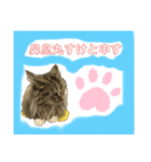 桐すけ（個別スタンプ：1）