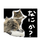 桐すけ（個別スタンプ：4）