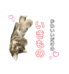 桐すけ（個別スタンプ：8）