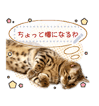 レオのスタンプ 01（個別スタンプ：16）