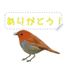 礼文島の野鳥くん(フリー文字)[修正版]（個別スタンプ：1）