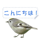 礼文島の野鳥くん(フリー文字)[修正版]（個別スタンプ：3）