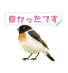 礼文島の野鳥くん(フリー文字)[修正版]（個別スタンプ：4）