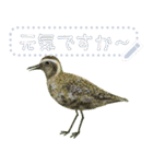 礼文島の野鳥くん(フリー文字)[修正版]（個別スタンプ：6）