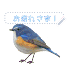 礼文島の野鳥くん(フリー文字)[修正版]（個別スタンプ：7）