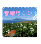 礼文島の野鳥くん(フリー文字)[修正版]（個別スタンプ：9）