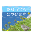 礼文島の野鳥くん(フリー文字)[修正版]（個別スタンプ：11）