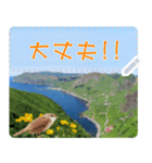 礼文島の野鳥くん(フリー文字)[修正版]（個別スタンプ：13）