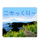 礼文島の野鳥くん(フリー文字)[修正版]（個別スタンプ：14）