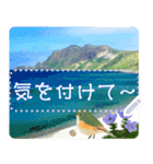 礼文島の野鳥くん(フリー文字)[修正版]（個別スタンプ：16）