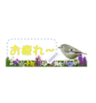 礼文島の野鳥くん(フリー文字)[修正版]（個別スタンプ：19）