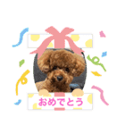 トイプードル マリン（個別スタンプ：6）