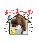 トイプードル マリン（個別スタンプ：10）