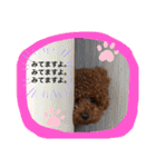 トイプードル マリン（個別スタンプ：15）