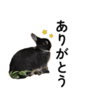 ららとべる（個別スタンプ：1）