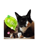 タイラーさんと仔猫たち（個別スタンプ：2）