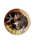 タイラーさんと仔猫たち（個別スタンプ：5）