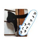 タイラーさんと仔猫たち（個別スタンプ：6）