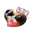 タイラーさんと仔猫たち（個別スタンプ：8）