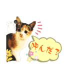 タイラーさんと仔猫たち（個別スタンプ：10）