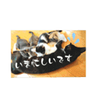 タイラーさんと仔猫たち（個別スタンプ：12）