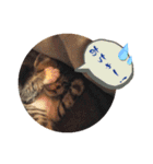 タイラーさんと仔猫たち（個別スタンプ：13）