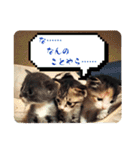 タイラーさんと仔猫たち（個別スタンプ：15）