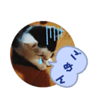 タイラーさんと仔猫たち（個別スタンプ：16）