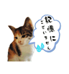 タイラーさんと仔猫たち（個別スタンプ：19）