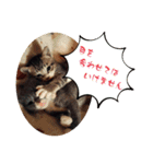 タイラーさんと仔猫たち（個別スタンプ：21）