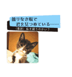 タイラーさんと仔猫たち（個別スタンプ：22）