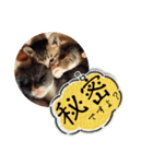 タイラーさんと仔猫たち（個別スタンプ：23）