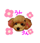 うちの子スタンプ•ᴗ•（個別スタンプ：20）