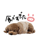 うちの子スタンプ•ᴗ•（個別スタンプ：31）