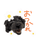 うちの子スタンプ•ᴗ•（個別スタンプ：32）