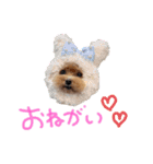 うちの子スタンプ•ᴗ•（個別スタンプ：35）