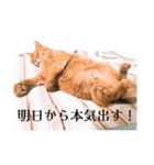 猫のジン様シリーズ（個別スタンプ：7）