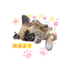 チワワブルータンホワイトフォーンホワイト（個別スタンプ：2）