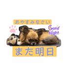 チワワブルータンホワイトフォーンホワイト（個別スタンプ：3）
