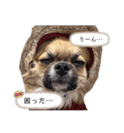 チワワブルータンホワイトフォーンホワイト（個別スタンプ：10）