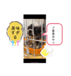 チワワブルータンホワイトフォーンホワイト（個別スタンプ：15）