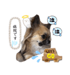 チワワブルータンホワイトフォーンホワイト（個別スタンプ：16）