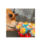 Sunnyの日常❸（個別スタンプ：3）