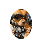 Sunnyの日常❸（個別スタンプ：12）
