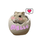ハムスターのうにたん（個別スタンプ：1）