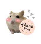 ハムスターのうにたん（個別スタンプ：5）