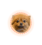 ぽぽんぷ‼︎（個別スタンプ：1）