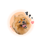 ぽぽんぷ‼︎（個別スタンプ：3）