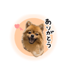 ぽぽんぷ‼︎（個別スタンプ：4）